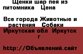 Щенки шар-пея из питомника › Цена ­ 15 000 - Все города Животные и растения » Собаки   . Иркутская обл.,Иркутск г.